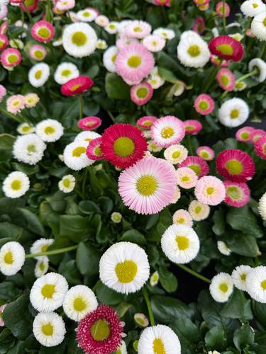 Gänseblümchen (Bellis)