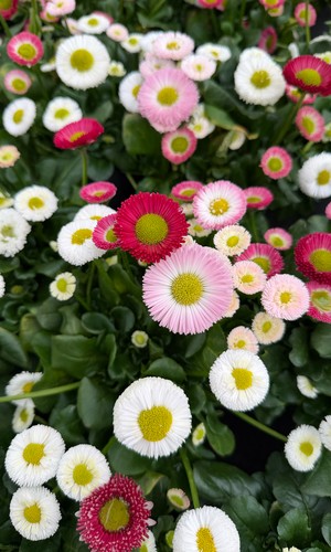 Frühlingsblüher bei Nickl