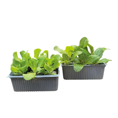 Gemüse- und Salatschalen